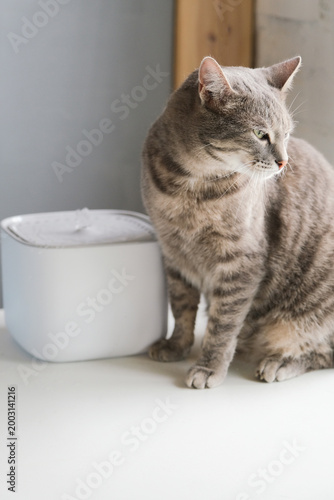 Cat drinking from automatic water dispenser fountain