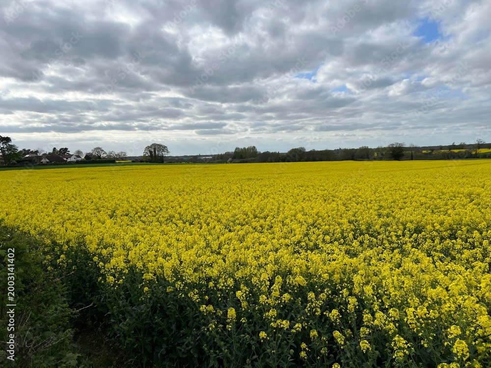 Obraz premium Stunning landscape rape seed beautiful yellow flower plant growing in agricultural farm land field in rural Norfolk late Spring early Summer with cloudy grey blue sky and horizon trees scene