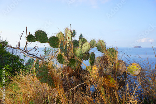 Cactus grow in the edge of the beach. Cactus and the blue clear sky over the ocean background.