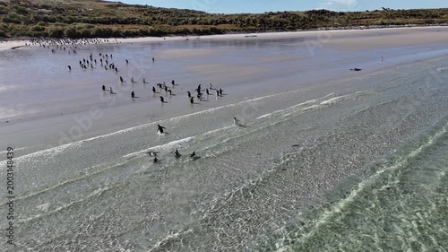 Drone footage of gentoo penguins along sandy coastline with natural landscape at Carcass Island Falkland Islands, wide rotating aerial footage