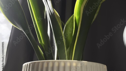 backlit sansevieria foliage crowns fluted ceramic pot evoking serene minimalist biophilic wellness mood
