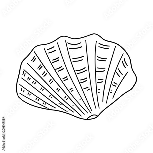 Seashell outline, line art drawing, hand drawn vector illustration, Seashell icon. Marine life. Vector illustration isolated on a white background for design and web.