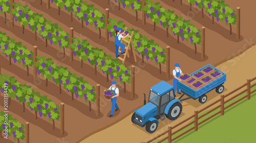 Fruitful grape harvesting scene showcasing workers and a blue tractor amidst lush green vines. This image represents dedication and agricultural labor.