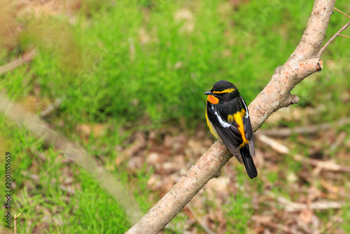 Back view of Narcissus Flycatcher on a tree trunk