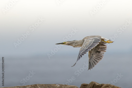 Billede på lærred Pond Heron in flight