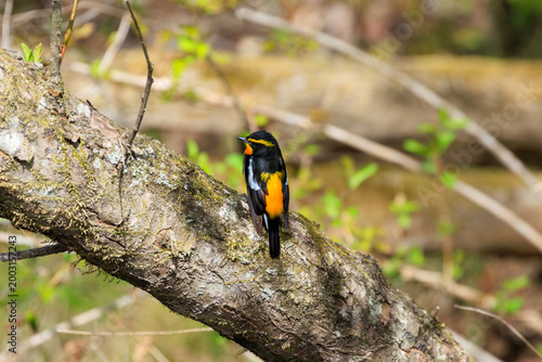 Small colorful bird hopping on a mossy branch in a spring forest