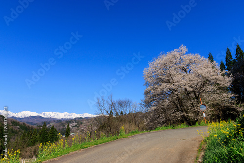 Beautiful Sakura tree and mustard flowers along a rural road with the Northern Alps in the background