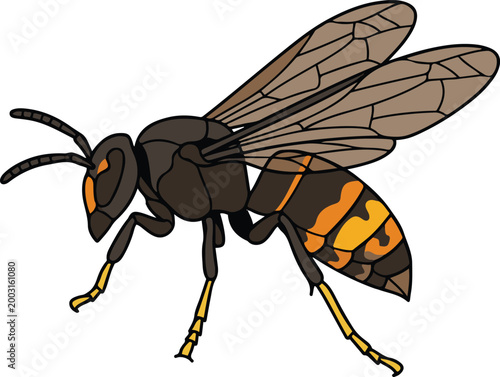 Detailed side view illustration of a hornet or wasp with translucent wings and striped abdomen, depicted in a realistic vector style.