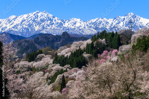 Spring in Ogawa Village with cherry blossoms and the Northern Alps in Nagano
