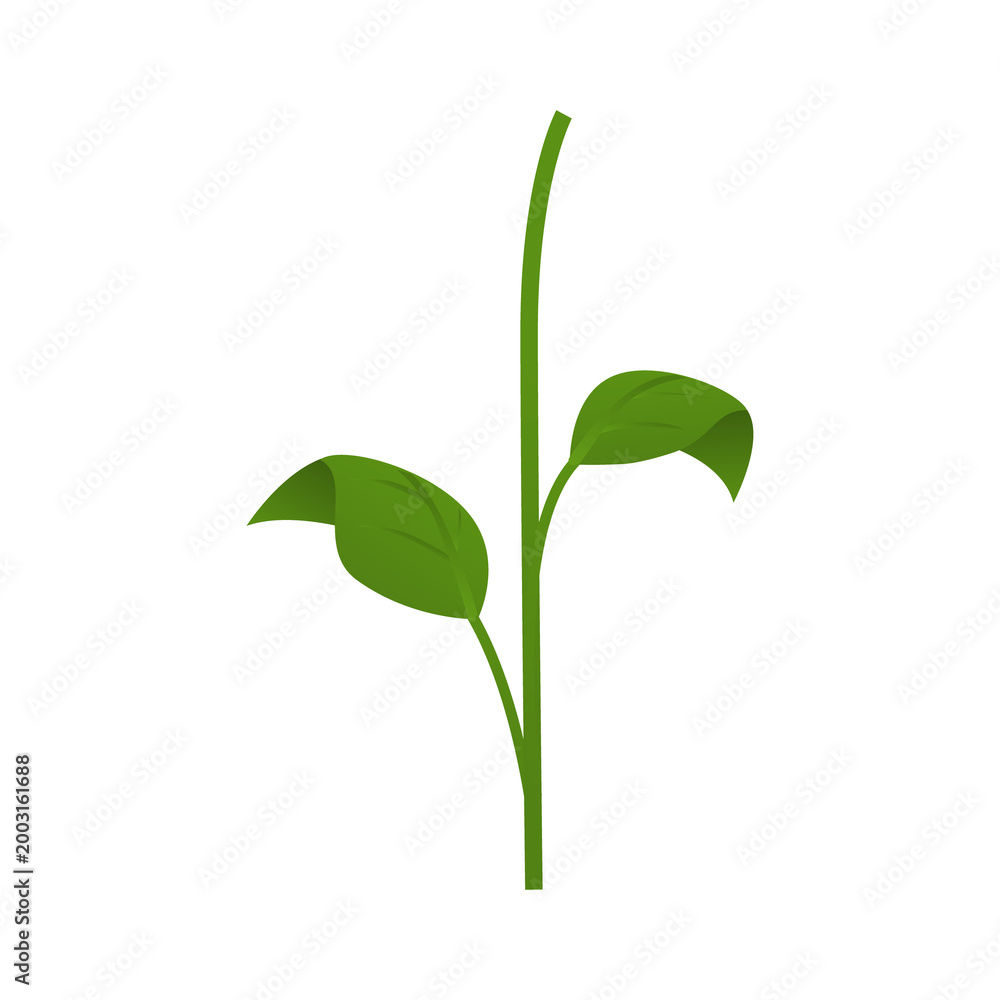 Obraz premium Young plant sprout with two green leaves and stem.