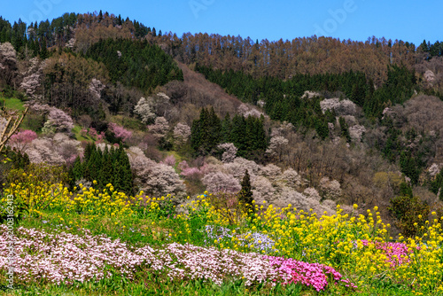 Spring landscape in Ogawa Village with cherry blossoms and colorful flowers