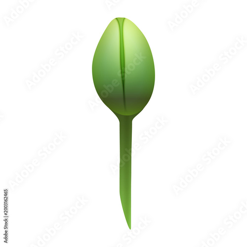 Green poppy bud isolated on transparent background.