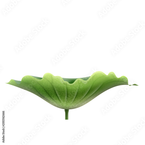 Bild auf Leinwand Large green lotus leaf lily pad with detailed veins stem.