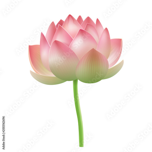 Beautiful pink lotus blossom opening on green flower stem.