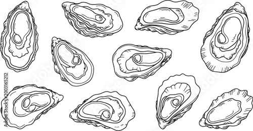 Collection of various hand-drawn oysters on a checkered transparent background for seafood menus. Vector illustration