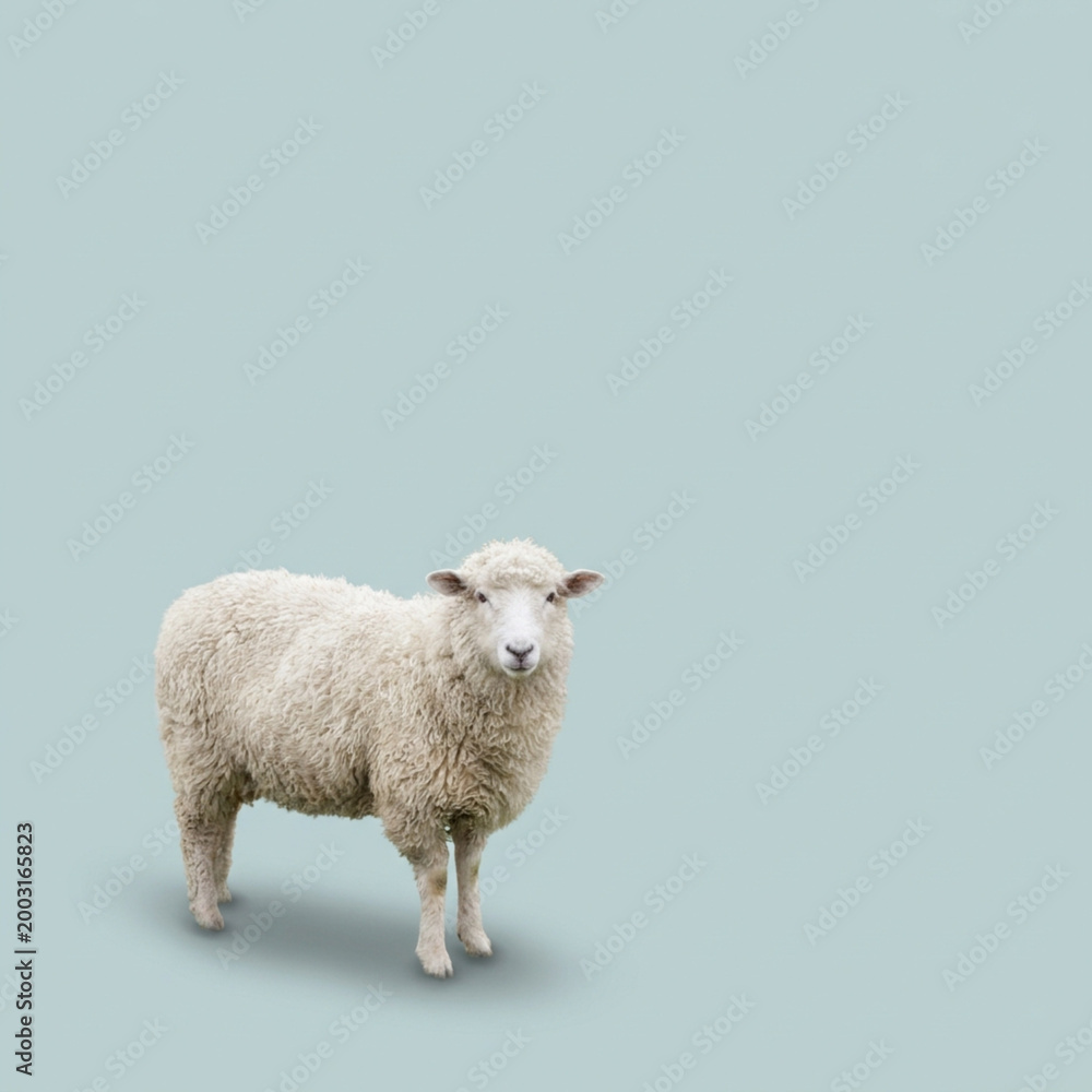 Fototapeta premium One Fluffy White Sheep Standing Calmly on a Light Blue Gradient Background