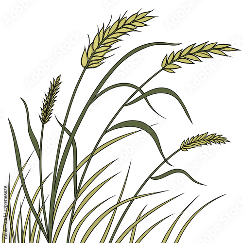 Fényképezés Wheat grass illustration with green stems