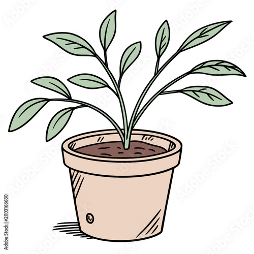 Green plant in a terracotta pot