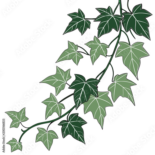 Green ivy leaves vine branch