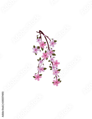 pink cherry blossom isolated