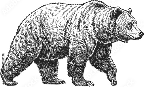 Photos Grizzly bear rearing up in a detailed engraving style with stark contrast for ed