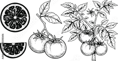 Hand Drawn Botanical Ripe Tomatoes on Vine with Citrus Slices