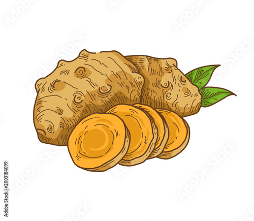Obraz na płótnie Hand drawn java turmeric with leaves, isolated vintage botanical illustration