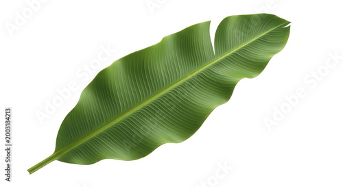 Nature and tropical forest concept. Green banana tree leaf isolated on transparent background. 3d rendering illustration. PNG
