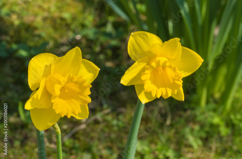 Narzissen Osterglocken Makro