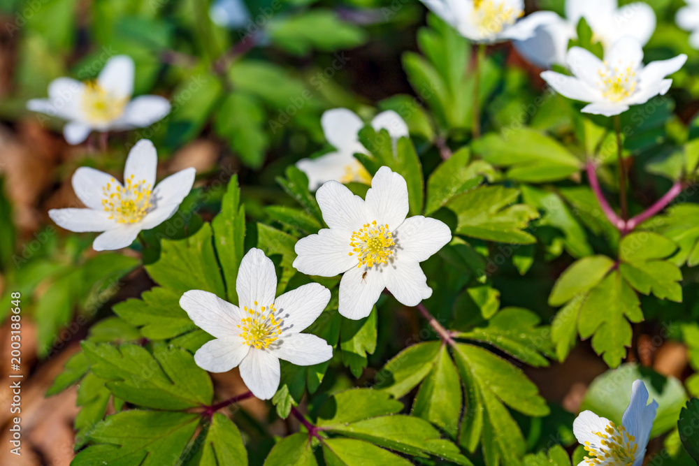 Obraz premium White flowers bloom in a garden during spring under bright sunlight near a forest
