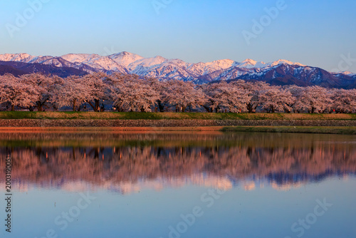 Sunset Reflections of Alpenglow Northern Alps and Cherry Blossoms