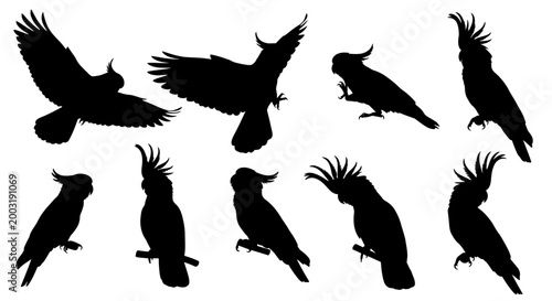 Eight black cockatoo silhouettes flying and perched on branches in natural environment outdoors
