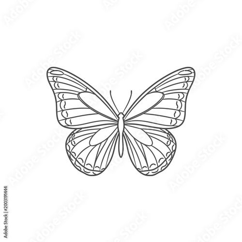 Detailed line of a symmetrical butterfly on a white background