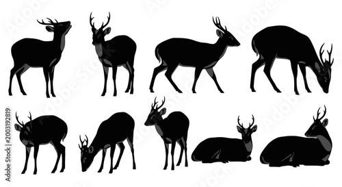 Deer in various actions in a natural environment from a front viewpoint in illustrations