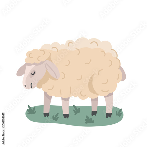 A sheep stands on green grass. A cute farm animal with fluffy fur, illustrated in a flat style.