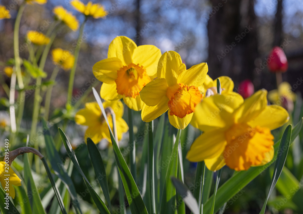 Obraz premium Bright yellow daffodils bloom in a vibrant spring garden under the warm sun