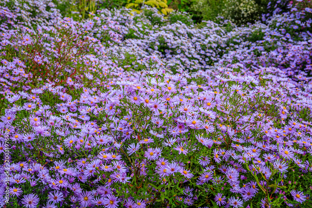 Obraz premium Colorful flowers fill a garden in spring with vibrant hues and lush greenery during the daytime