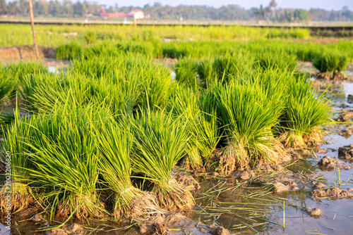 Foto Hand-bundled organic rice seedlings in a flooded paddy field, ready for transplanting
