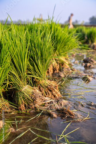 Foto Hand-bundled organic rice seedlings in a flooded paddy field, ready for transplanting