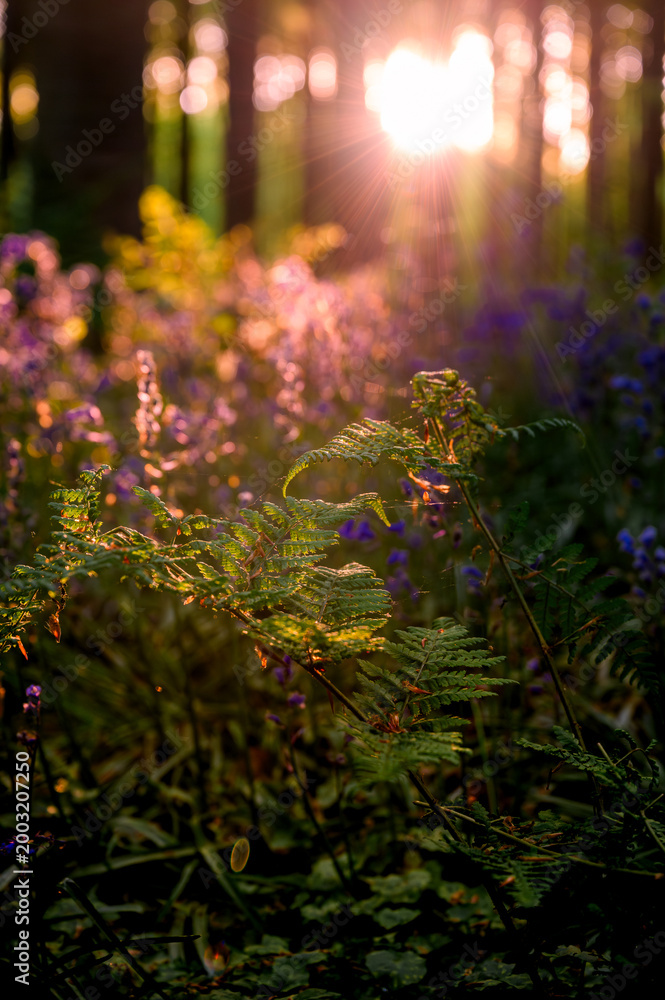 Obraz premium Sunlit bokeh over bluebell close foreground. Warm circular
