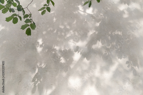 Green Leaves With Shadows On Wall - Natural Background For Eco Branding And Environmental Conservation