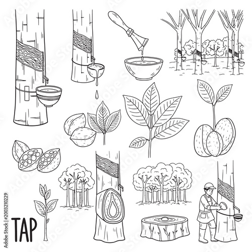 Collection of rubber tree tapping process and raw materials in outline style.