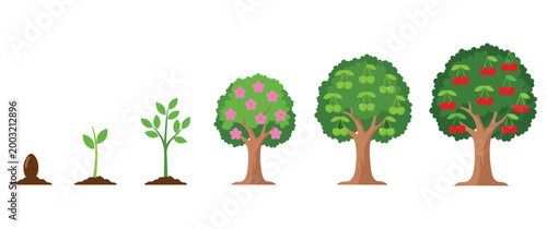 Life cycle of cherry tree from seed to fruit bearing plant stages set.