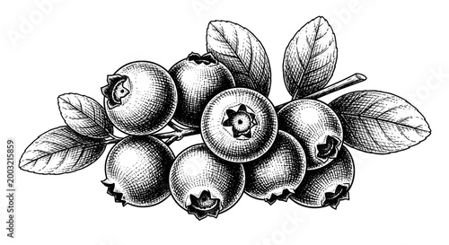 Exquisite vintage engraving style illustration of a rich cluster of blueberries, complete with detailed leaves, capturing a rustic botanical charm.