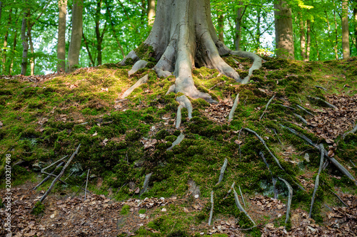 Exposed beech roots gripping mossy floor, ancient trunk with sprawling roots cascading down eroded slope, dappled sunlight filtering