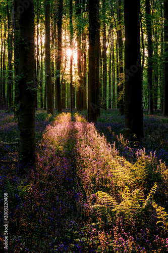 Obraz na płótnie Warm backlight across bluebell understory