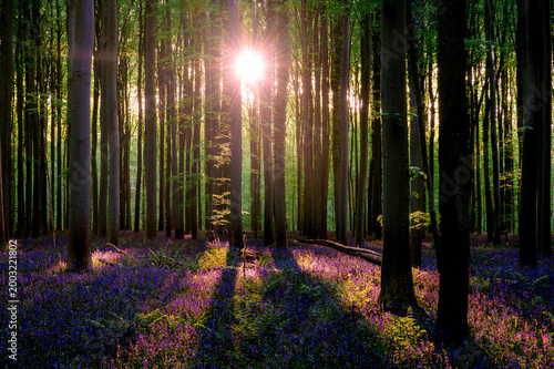 Canvastavla Sunrise filtering through beech trunks