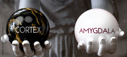 Cuadro en lienzo Cortex or Amygdala - decide between two options
