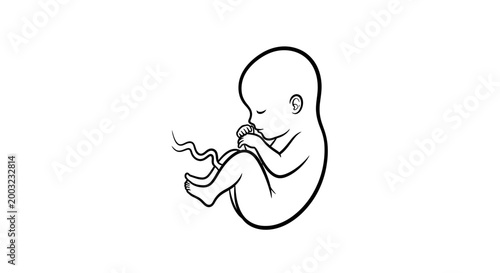 Black and white line art illustration of a developing human fetus.