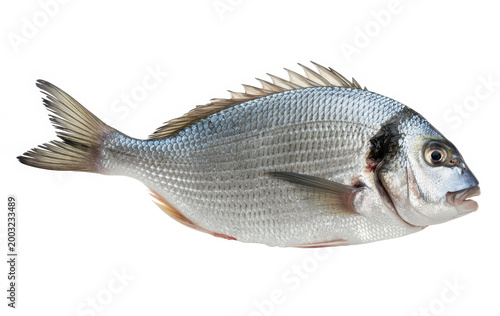 Fresh raw gilthead sea bream fish isolated on a white background, whole silver fish for cooking